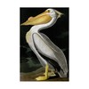 Trademark Fine Art John James Audubon 'American White Pelican' Canvas Art, 16x24 BL01258-C1624GG